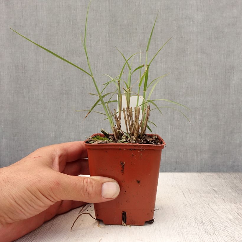 Ejemplar de Pennisetum orientale JS Dance With Me Maceta de 8/9 cm entregado en verano