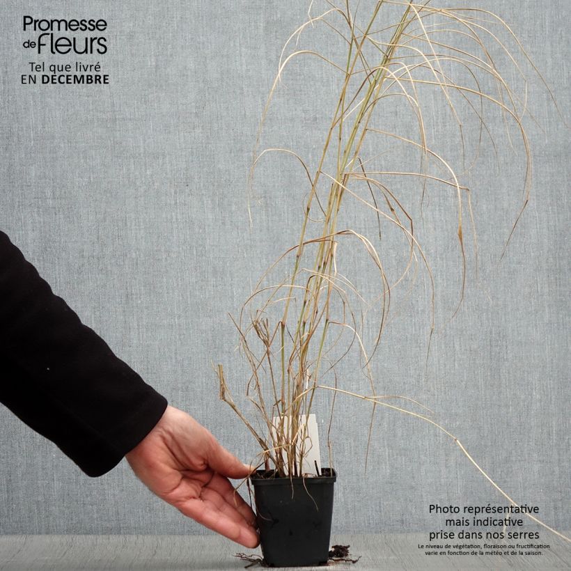 Ejemplar de Pennisetum orientale Karley Rose Maceta de 8/9 cm entregado en otoño