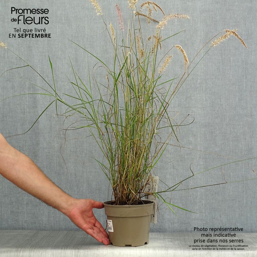 Ejemplar de Pennisetum orientale Karley Rose - Herbe aux écouvillons roses en pot de 2/3 litres entregado en verano