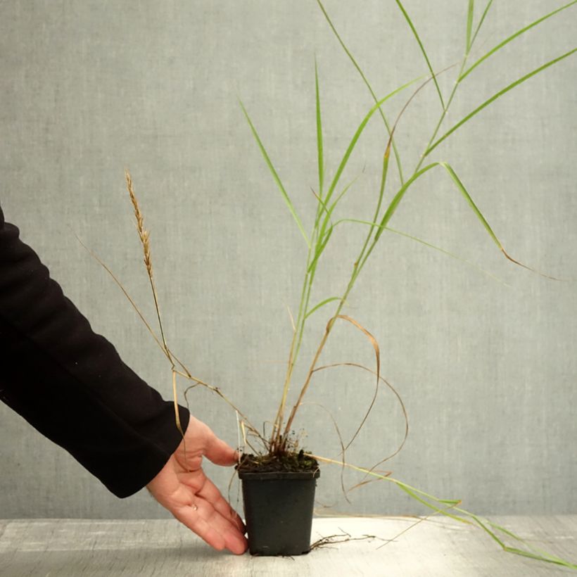 Ejemplar de Pennisetum orientale Shogun Maceta de 8/9 cm entregado en otoño