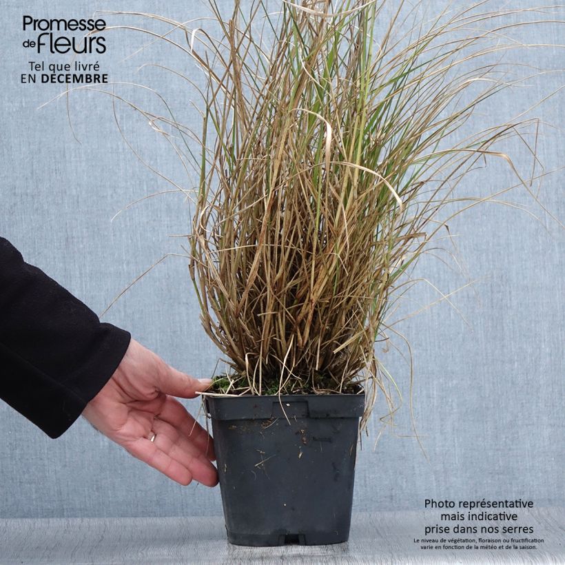 Ejemplar de Pennisetum orientale Tall Tails Maceta 2L/3L entregado en otoño