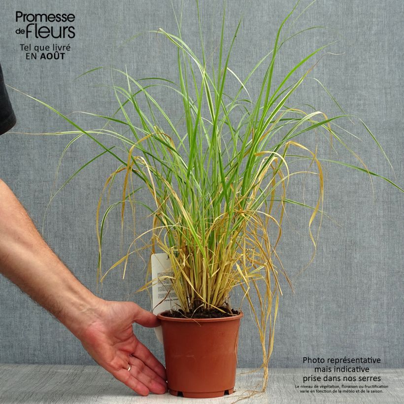 Ejemplar de Pennisetum advena Skyrocket Maceta 1L/1,5L entregado en verano