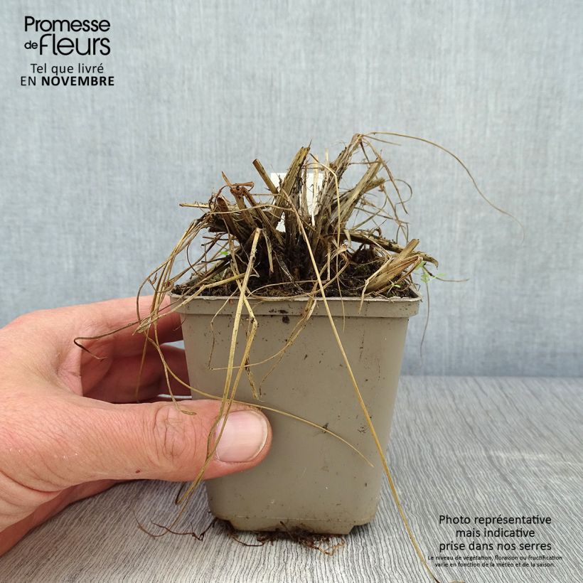 Ejemplar de Pennisetum thunbergii Maceta de 8/9 cm entregado en otoño