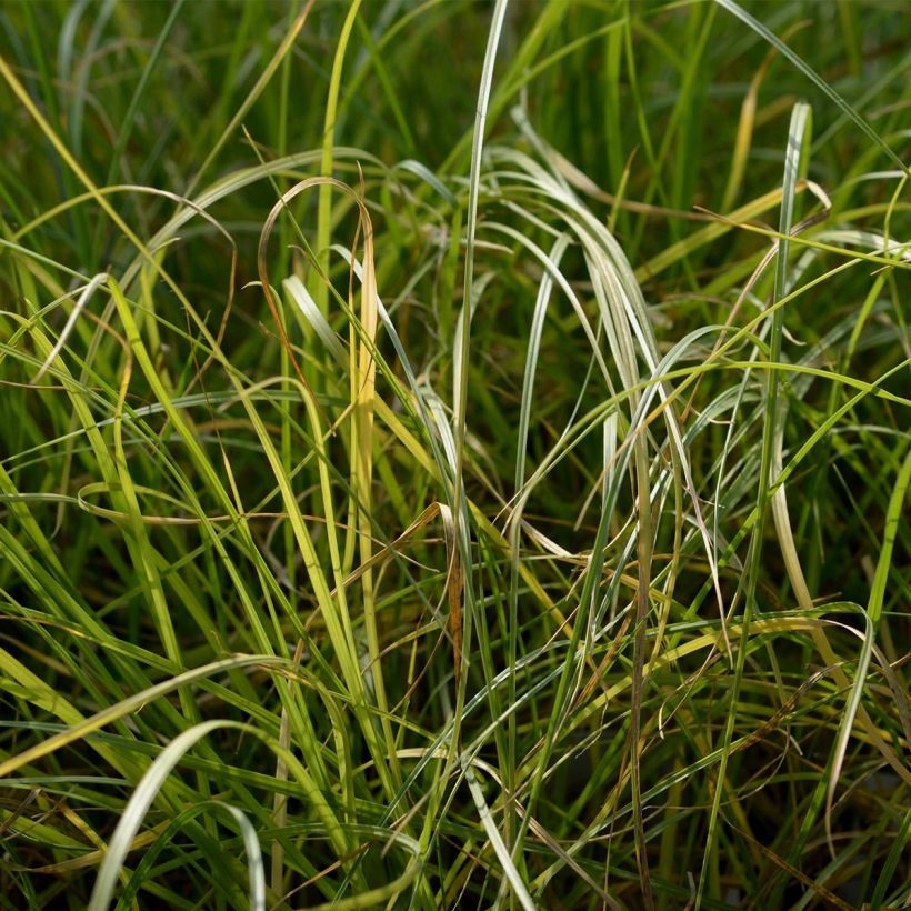 Pennisetum villosum (Follaje)