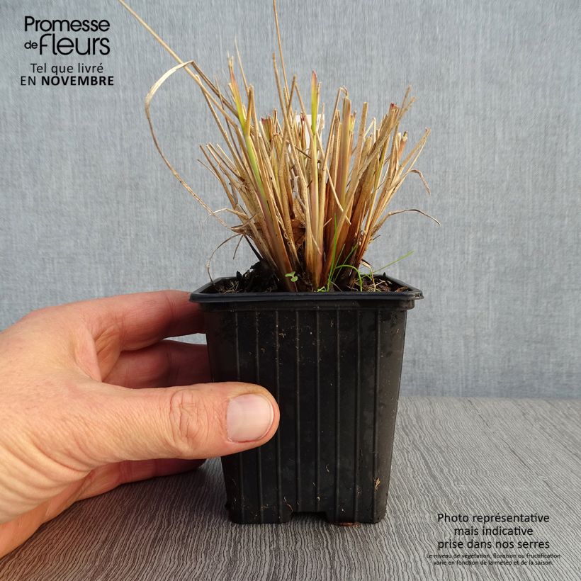 Ejemplar de Pennisetum Windy Simonette Maceta de 8/9 cm entregado en otoño