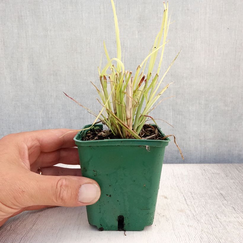 Ejemplar de Pennisetum Windy Simonette - Herbe aux écouvillons Godet de 8/9 cm entregado en verano