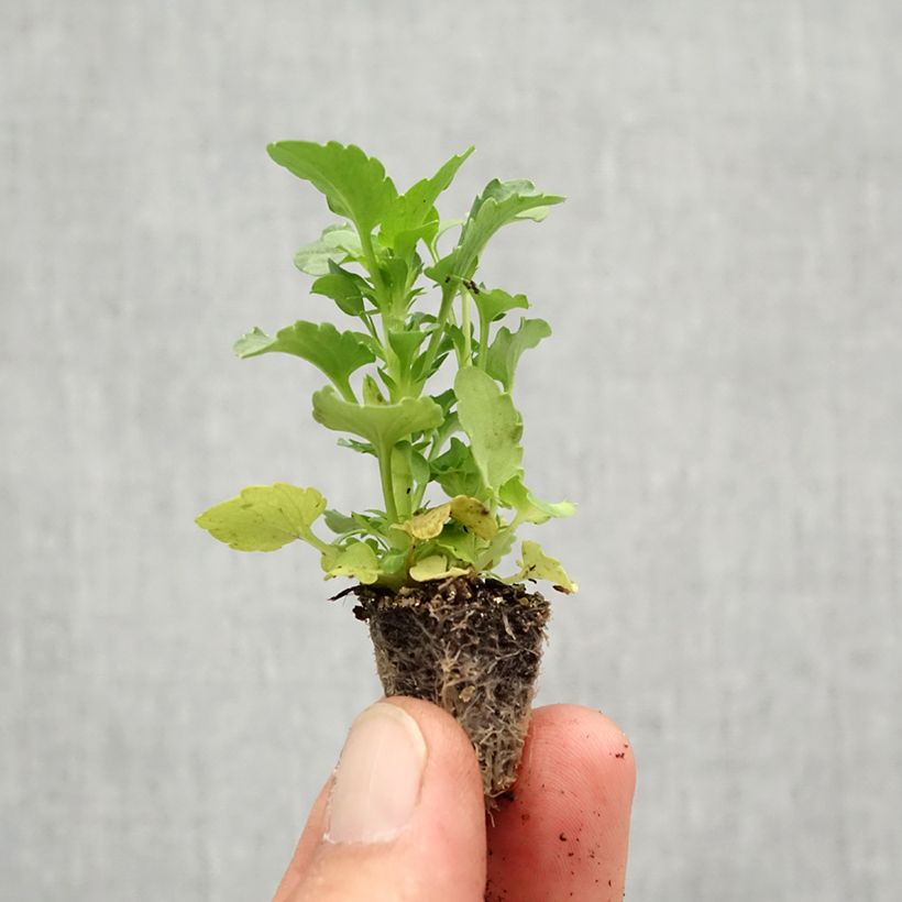 Ejemplar de Viola Ultima Radiance F1 Mix - Violeta minicepellón: de 2,2 cm x 2 cm en bandeja de cultivo por 35 entregado en otoño