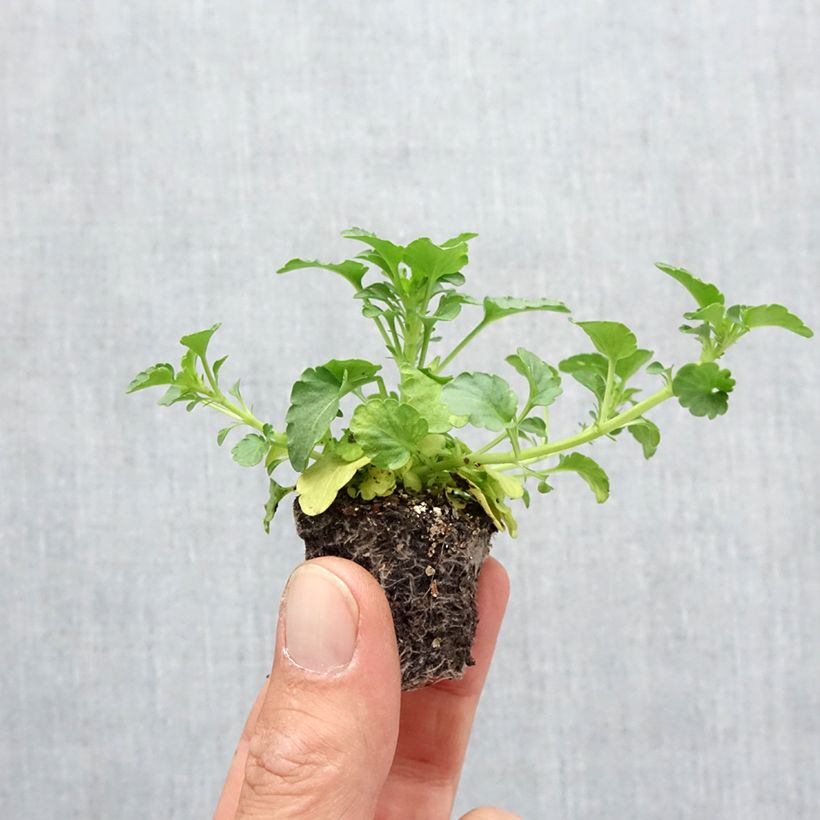 Ejemplar de Viola Ultima Radiance F1 Mix - Violeta Bandeja de semillero: cepellón 3,8 cm x 3,2 cm en bandeja de cultivo por 16 entregado en otoño