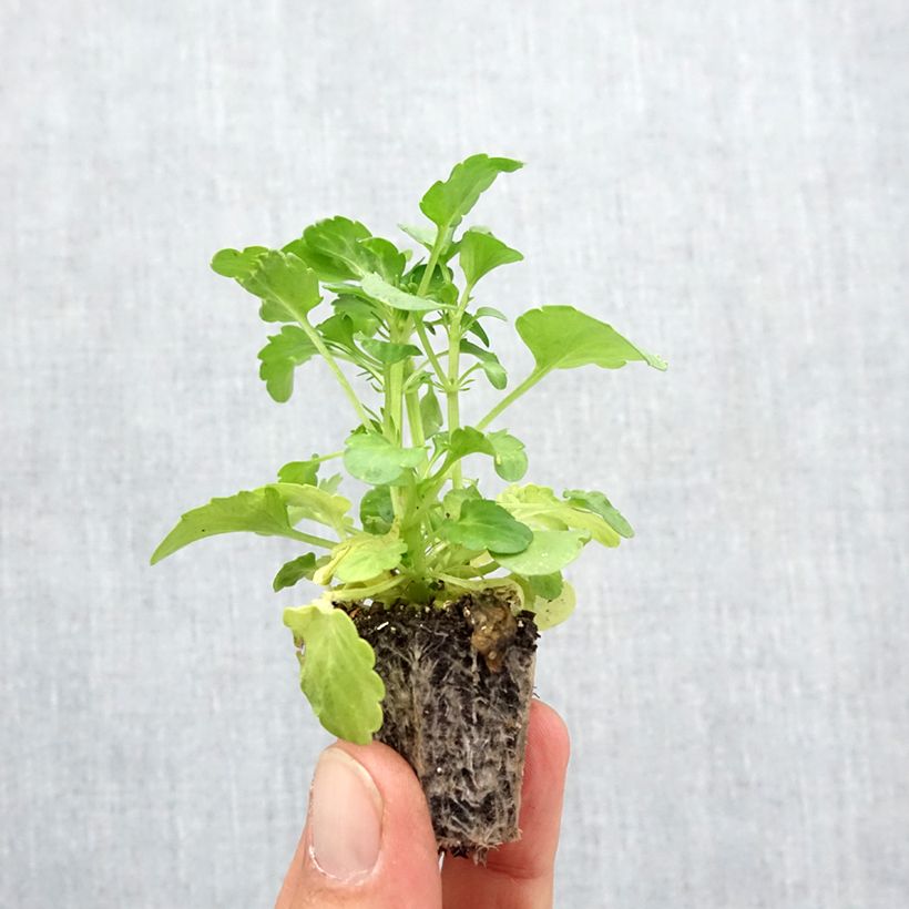 Ejemplar de Viola Frizzle F1 Burgundy - Violeta Bandeja de semillero: cepellón 3,8 cm x 3,2 cm en bandeja de cultivo por 16 entregado en otoño