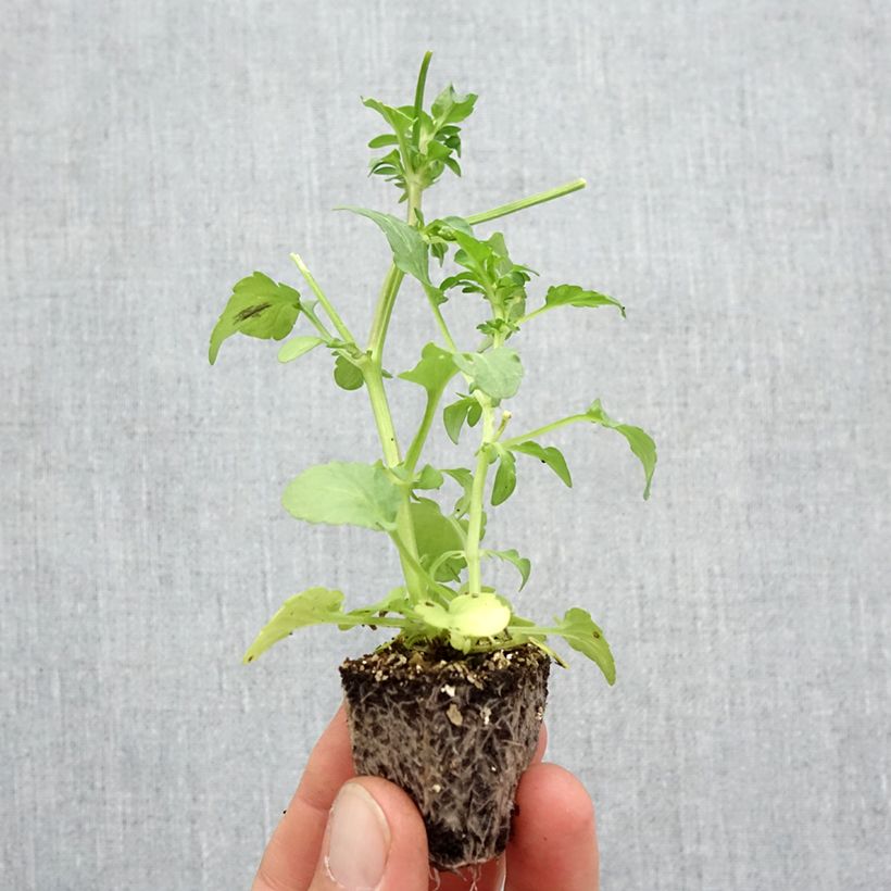 Ejemplar de Viola F1 Fizzy Lemonberry - Violeta Bandeja de semillero: cepellón 3,8 cm x 3,2 cm en bandeja de cultivo por 16 entregado en otoño