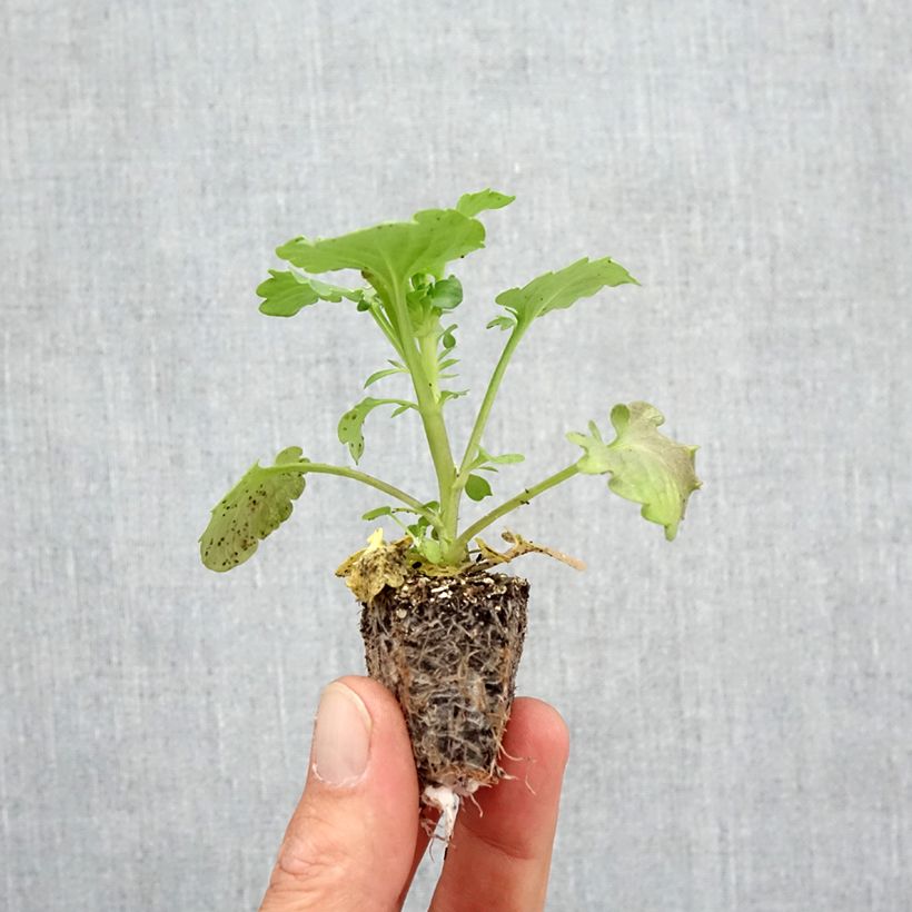 Ejemplar de Viola Frizzle F1 Orange - Violeta Bandeja de semillero: cepellón 3,8 cm x 3,2 cm en bandeja de cultivo por 16 entregado en otoño