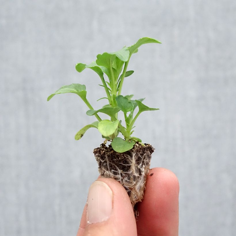 Ejemplar de Viola Hercule F1 Mix - Violeta minicepellón: de 2,2 cm x 2 cm en bandeja de cultivo por 35 entregado en otoño