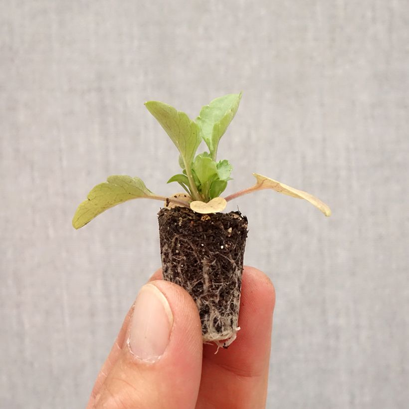 Ejemplar de Viola hybrida Alpha F1 Moonlight - Violeta hibrida minicepellón: Ø 1,5/2,5 cm entregado en otoño