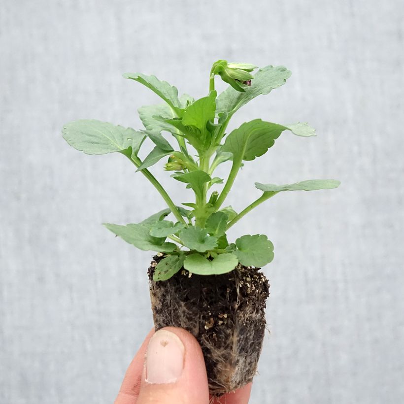 Ejemplar de Viola F1 Carrera Rose Blotch - Violeta Bandeja de semillero: cepellón 3,8 cm x 3,2 cm en bandeja de cultivo por 16 entregado en otoño