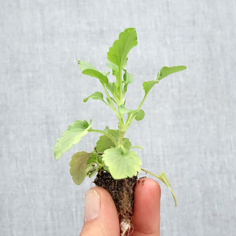 Ejemplar de Viola F1 Félix Mix - Violeta minicepellón: de 2,2 cm x 2 cm en bandeja de cultivo por 35 entregado en otoño
