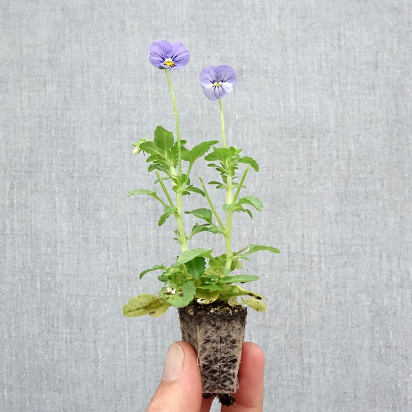 Ejemplar de Viola inspire Metallic Blue Blotch - Violeta Bandeja de semillero: cepellón 3,8 cm x 3,2 cm en bandeja de cultivo por 16 entregado en otoño