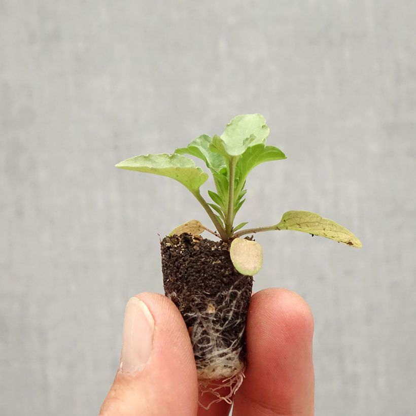 Ejemplar de Viola hybrida Matrix F1 Rose Blotch - Violeta hibrida minicepellón: Ø 1,5/2,5 cm entregado en otoño