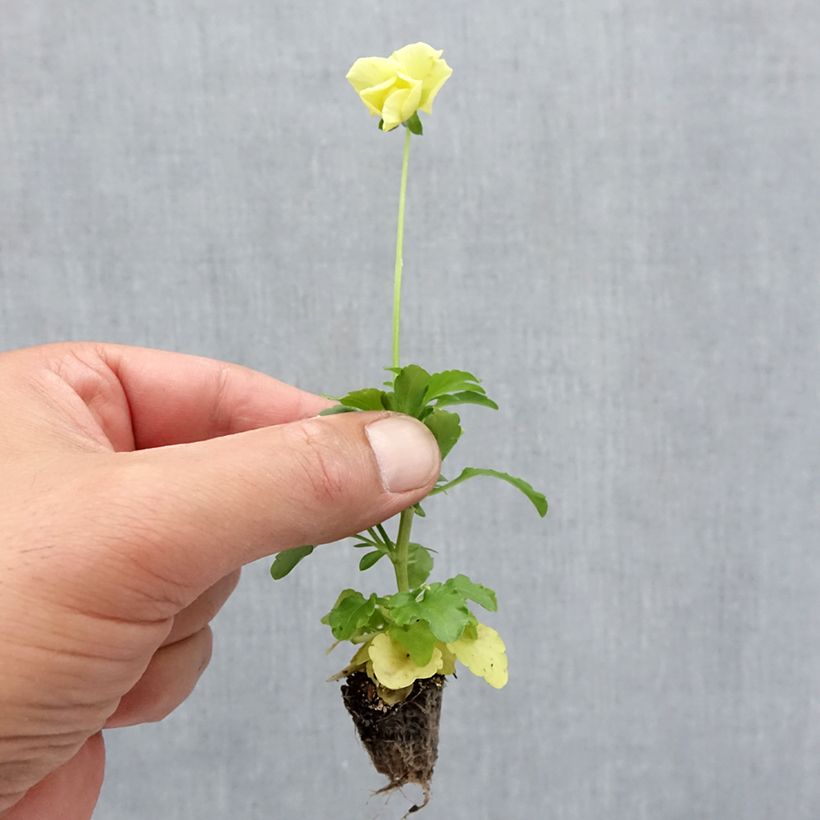 Ejemplar de Viola Cool Wave Lemon - Violeta minicepellón: de 2,2 cm x 2 cm en bandeja de cultivo por 35 entregado en otoño