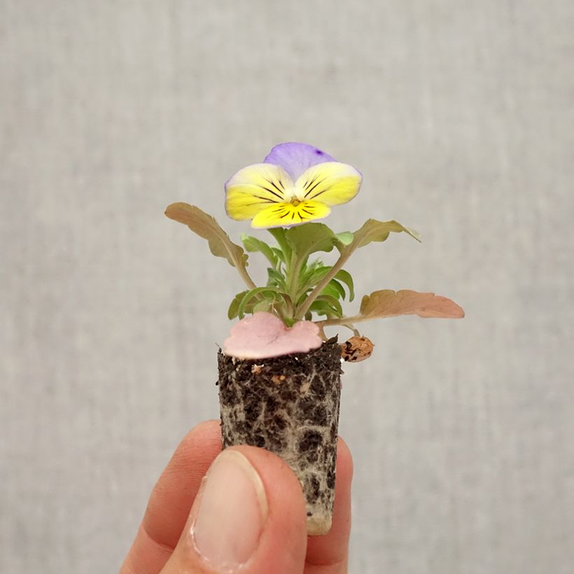 Ejemplar de Viola hybrida Cool Wave Morpho - Violeta hibrida minicepellón: Ø 1,5/2,5 cm entregado en otoño