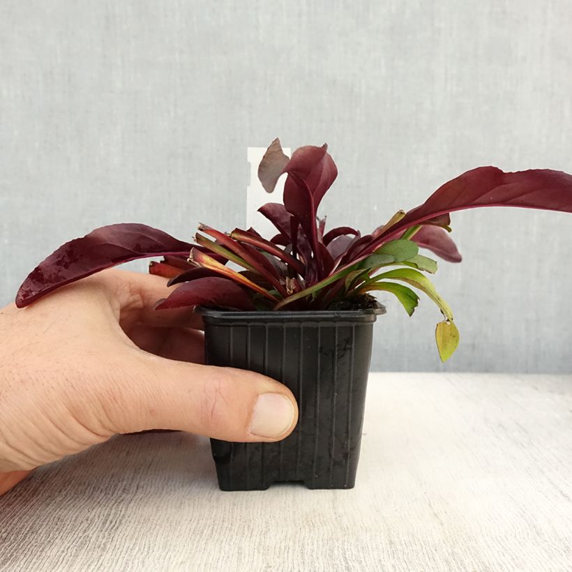 Ejemplar de Penstemon digitalis Dakota Burgundy - Lengua de barba Maceta de 8/9 cm entregado en otoño