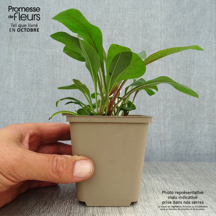Ejemplar de Penstemon digitalis Pocahontas - Lengua de barba Maceta de 8/9 cm entregado en otoño