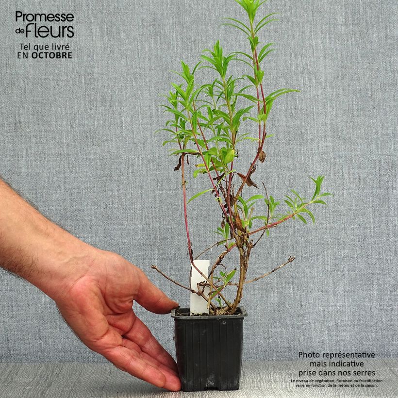 Ejemplar de Penstemon Hewell Pink Bedder Maceta de 8/9 cm entregado en otoño