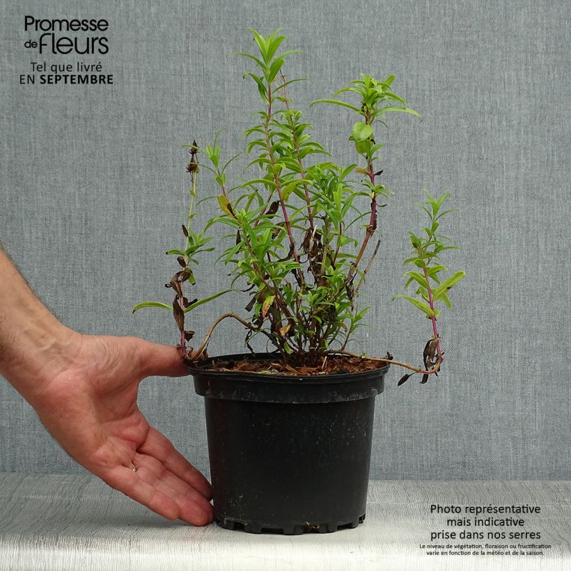 Ejemplar de Penstemon Hewell Pink Bedder Maceta 2L/3L entregado en otoño