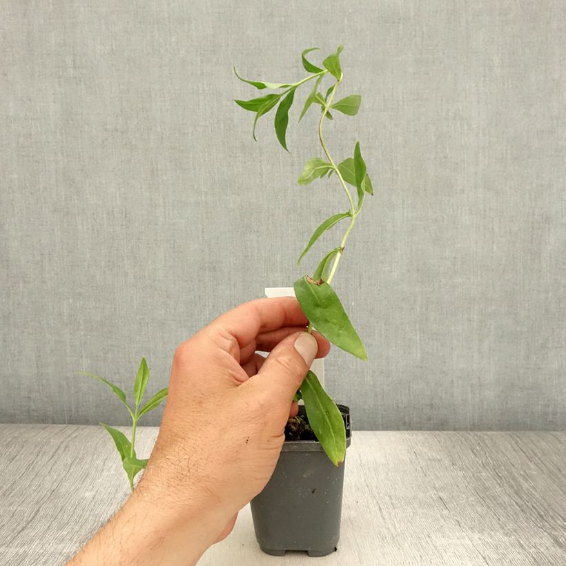 Ejemplar de Penstemon Gloire des quatre rues Maceta de 8/9 cm entregado en verano