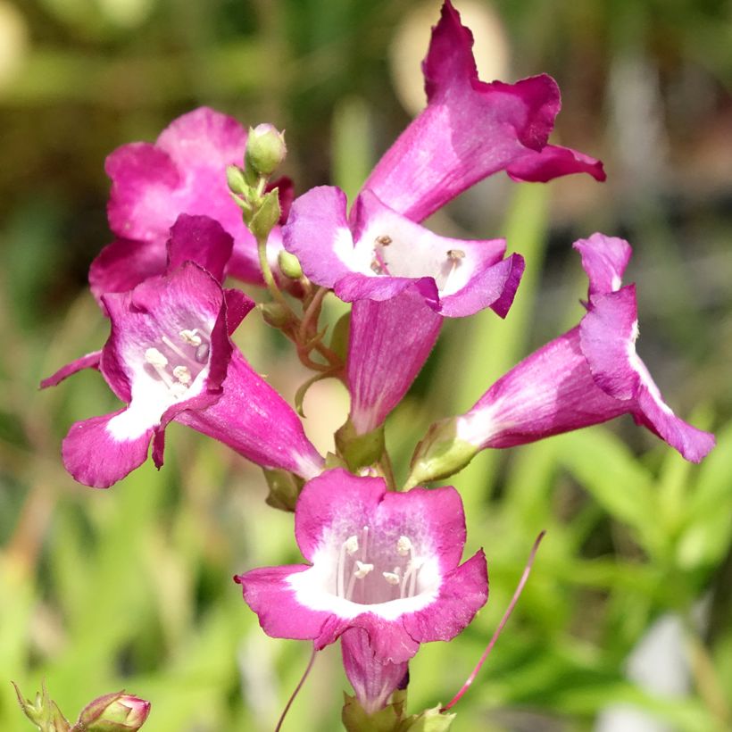 Penstemon Gloire des quatre rues (Floración)