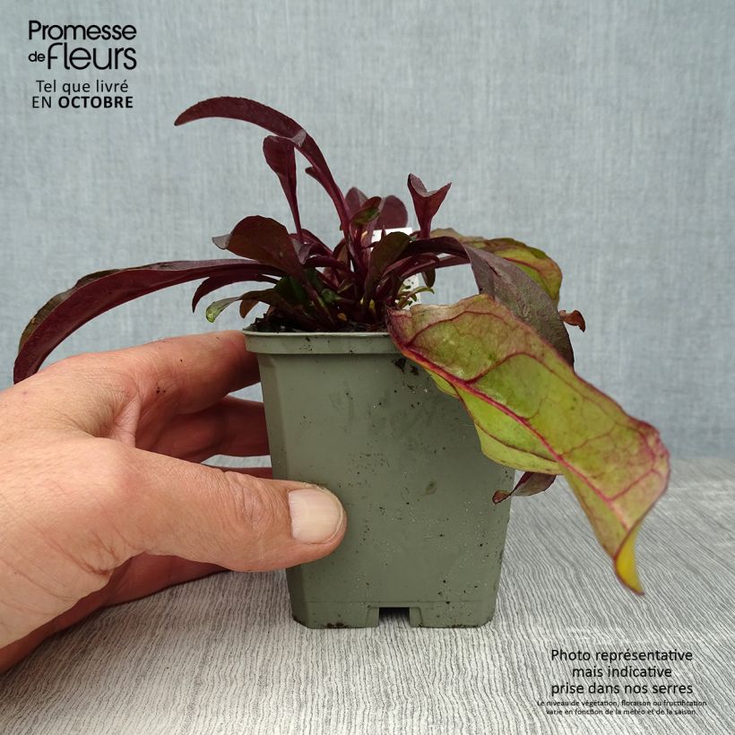 Ejemplar de Penstemon digitalis Husker Red - Lengua de barba Maceta de 8/9 cm entregado en otoño