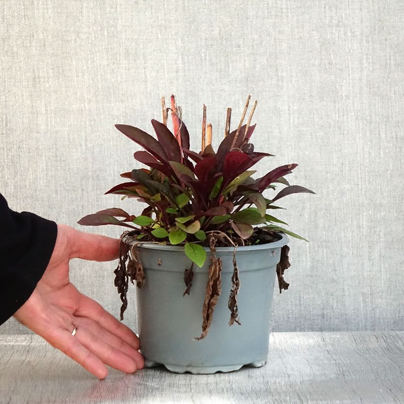 Ejemplar de Penstemon digitalis Husker Red - Lengua de barba Maceta 2L/3L entregado en otoño