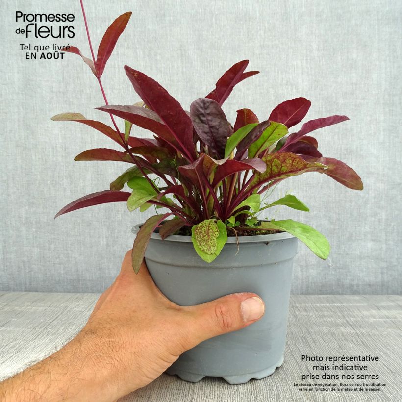 Ejemplar de Penstemon digitalis Husker Red - Lengua de barba Maceta 2L/3L entregado en verano
