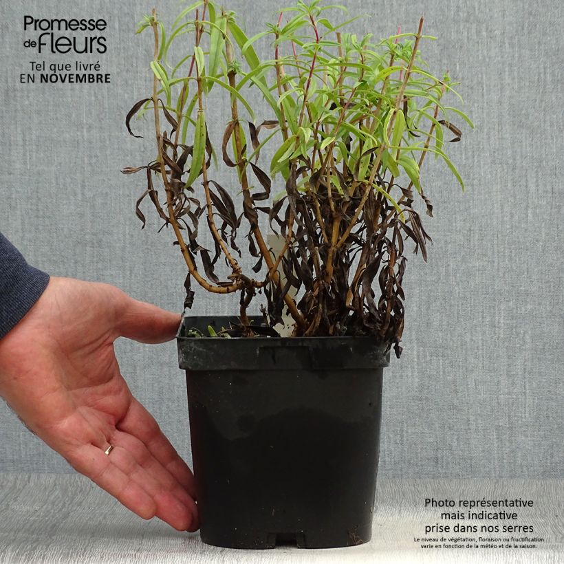 Ejemplar de Penstemon Schoenholzeri Maceta 2L/3L entregado en otoño