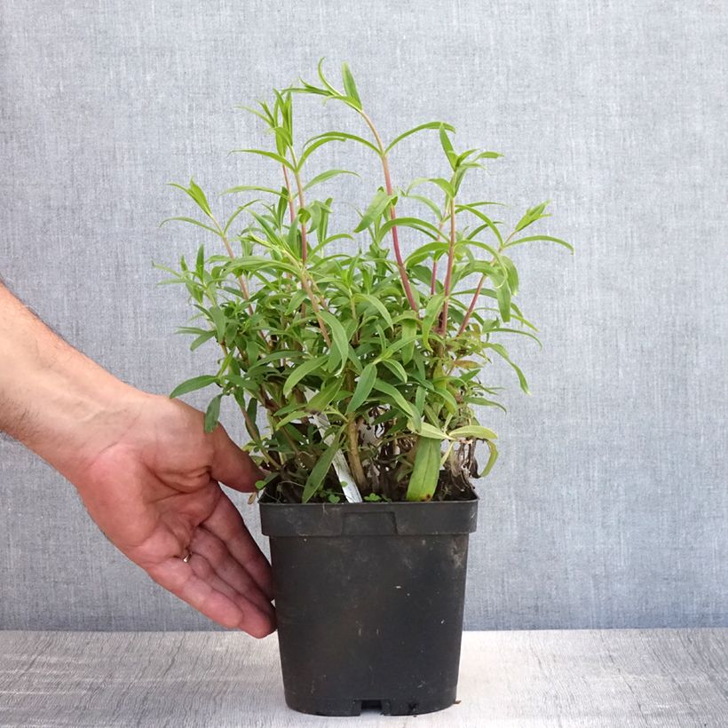 Ejemplar de Penstemon Schoenholzeri Maceta 2L/3L entregado en verano