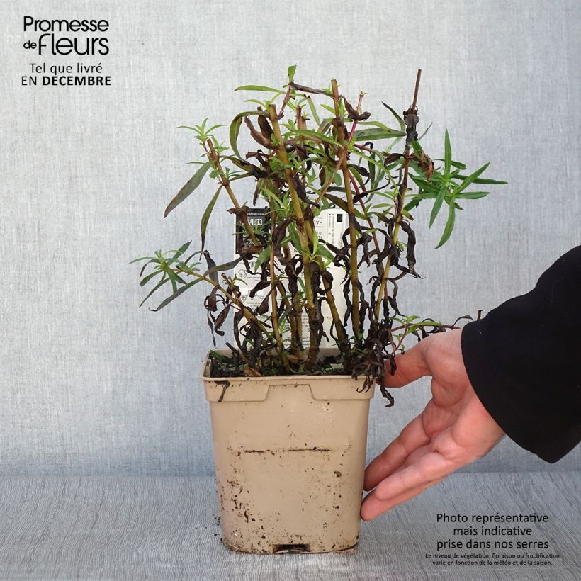 Ejemplar de Penstemon Sour Grapes Maceta 2L/3L entregado en otoño