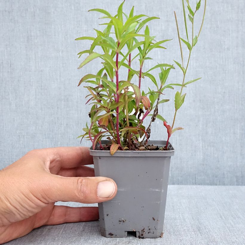 Penstemon Sour Grapes Maceta de 8/9 cm Ejemplar entregado en la primavera