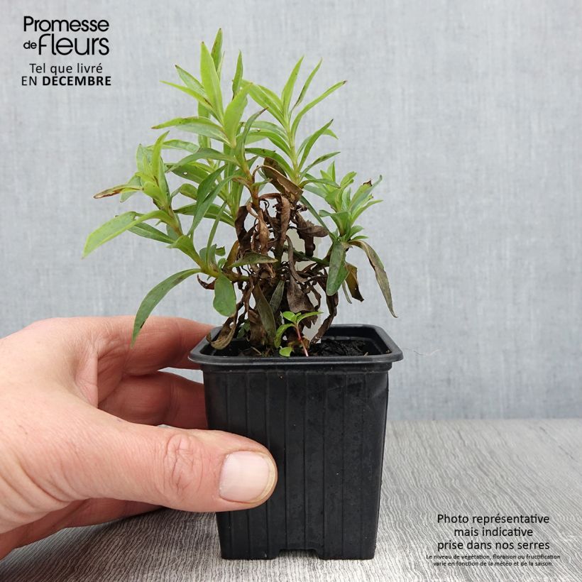 Ejemplar de Penstemon Pensham Laura Maceta de 8/9 cm entregado en otoño