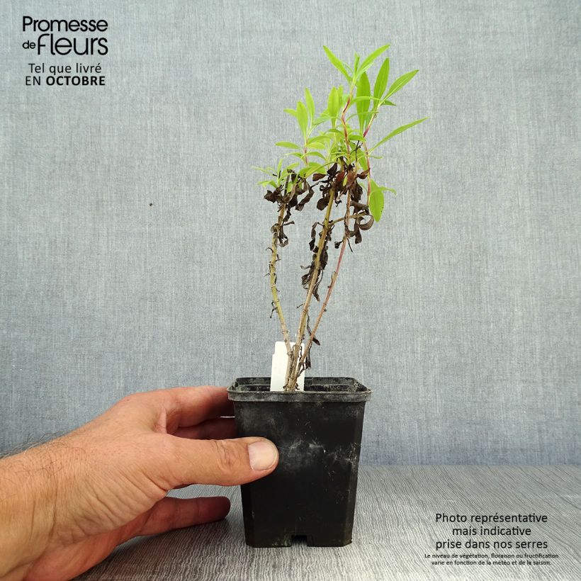 Ejemplar de Penstemon Purple Passion Maceta de 8/9 cm entregado en otoño
