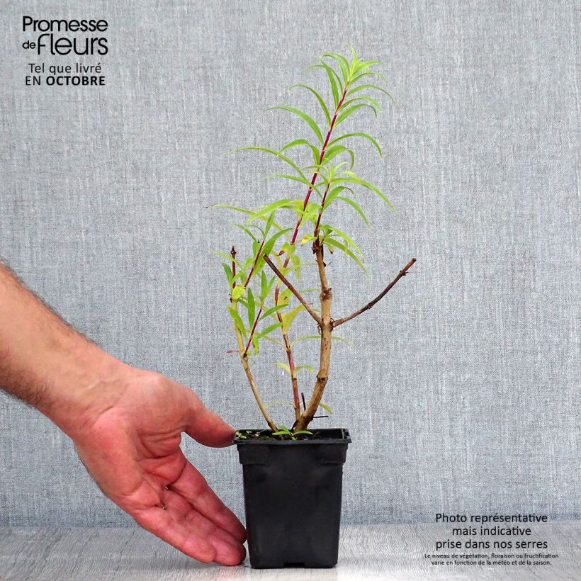 Ejemplar de Penstemon Rich Ruby Maceta de 7/8 cm entregado en otoño
