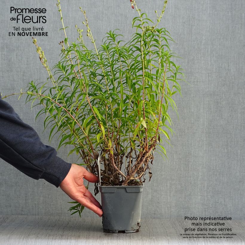 Ejemplar de Penstemon Souvenir d'Adrien Régnier Maceta 2L/3L entregado en otoño