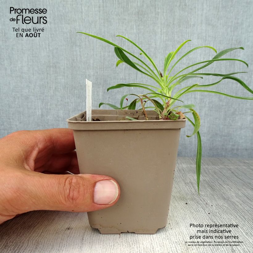 Ejemplar de Penstemon strictus - Penstemon de las montañas rocosas Maceta de 8/9 cm entregado en verano