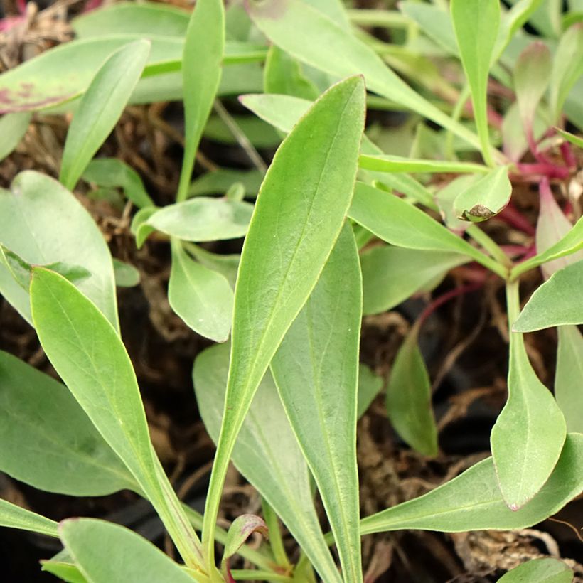 Penstemon strictus - Penstemon de las montañas rocosas (Follaje)