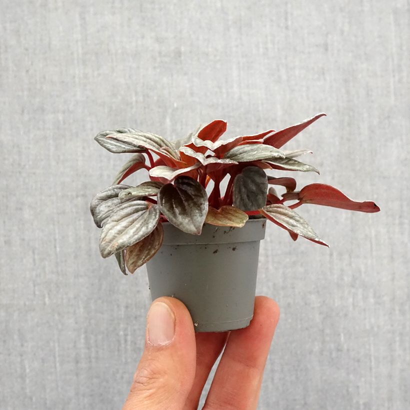 Peperomia albovittata Piccolo Banda Motte 5 cm x 7 cm Ejemplar entregado en la primavera