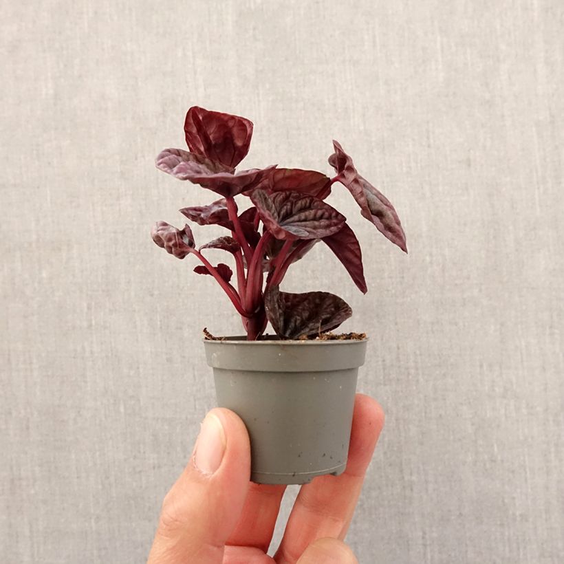 Peperomia caperata Luna Mini-plante Ejemplar entregado en la primavera