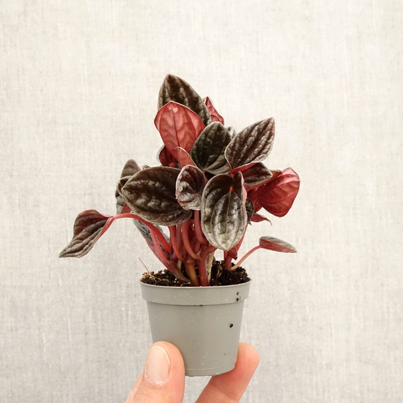 Peperomia caperata Montevideo - Motte 5 cm x 7 cm Ejemplar entregado en la primavera