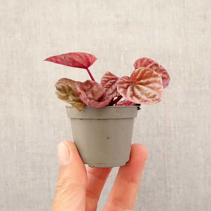 Peperomia caperata Quito - Motte 5 cm x 7 cm Ejemplar entregado en la primavera