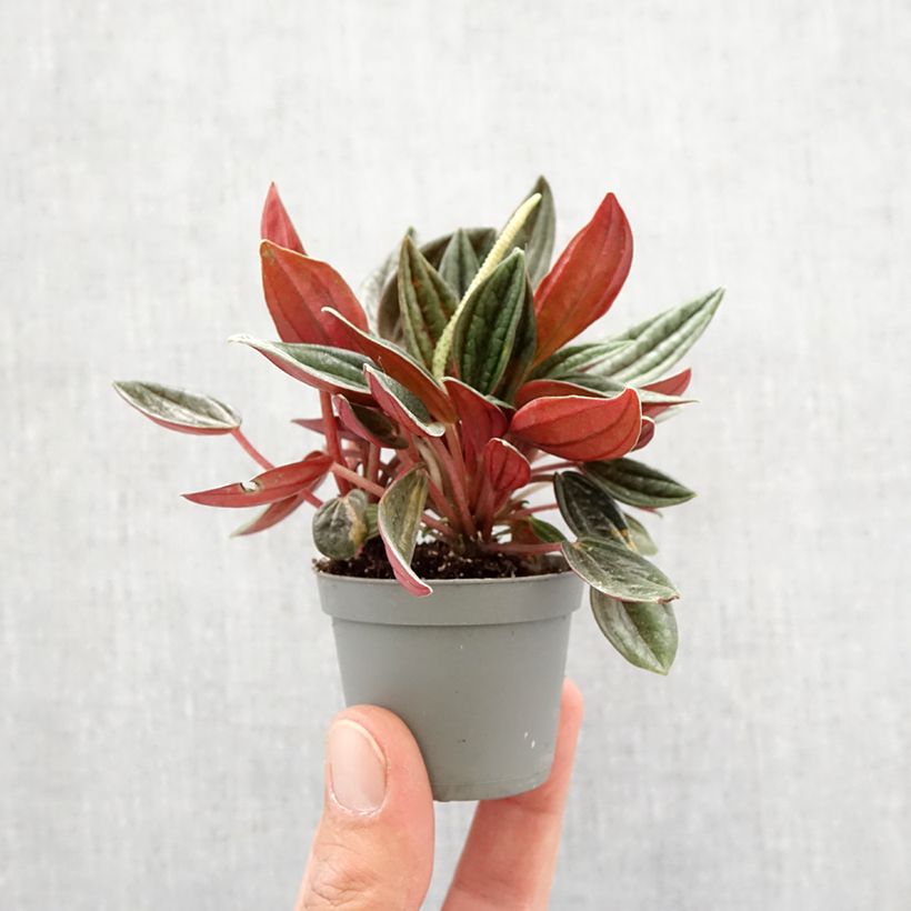 Peperomia caperata Rosso Mini-plante Ejemplar entregado en la primavera