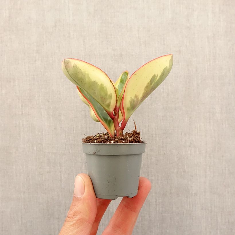 Peperomia clusiifolia Red Margin Mini-plante Ejemplar entregado en la primavera