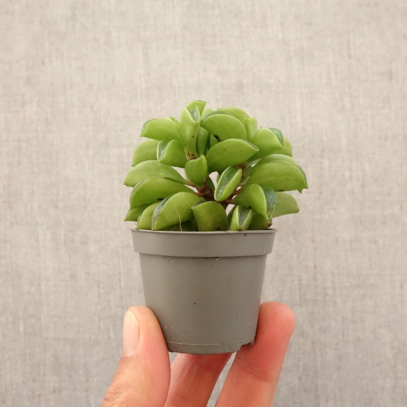 Peperomia Fire Sparks - Motte 5 cm x 7 cm Ejemplar entregado en la primavera
