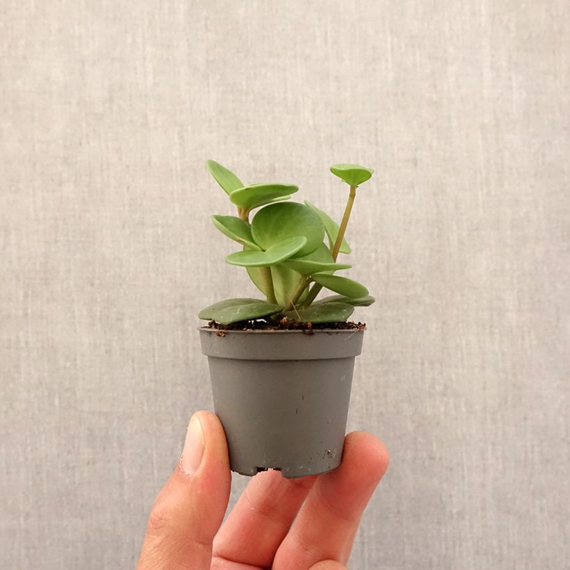 Peperomia Hope - Motte 5 cm x 7 cm Ejemplar entregado en la primavera